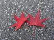 Leaves in fall
