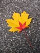 Leaves in fall