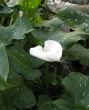 Calla-lily