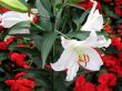 Lily in a garden