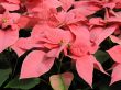 Poinsettia