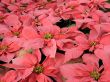 Poinsettia