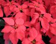 Poinsettia