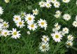 Daisy