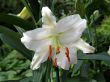 Lily in a garden