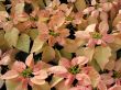 Poinsettia
