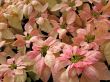 Poinsettia