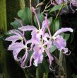 Orchids