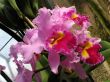 Orchids