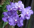 Orchids