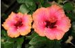Chinese hibiscus