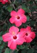 Chinese hibiscus
