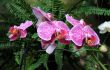 Orchids