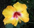 Chinese hibiscus