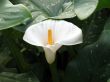 Calla-lily