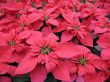 Poinsettia