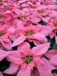 Poinsettia