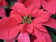 Poinsettia