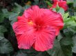 Chinese hibiscus