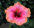 Chinese hibiscus