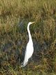 White heron