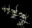 fractal