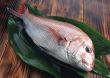 Freshness fish