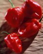 Red peppers