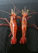 Appetizing prawn