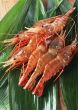 Appetizing prawn