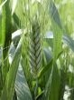 Ear of wheat