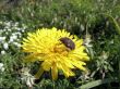 Insect on yellow flower