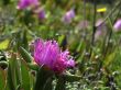 Hottentot fig2