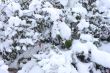 Plants covered with snow