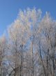 Birch trees in winter