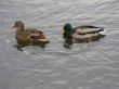 Two ducks in winter river