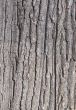 Old tree bark texture