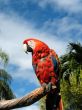 Amazon parrot