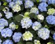 Hortensia