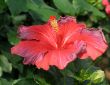 Chinese hibiscus