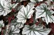 Angel-wing begonia