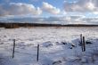 Trees and fields along rural road in the winter