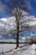 Trees and fields along rural road in the winter