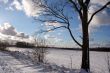 Trees and fields along rural road in the winter