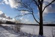 Trees and fields along rural road in the winter