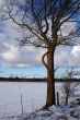 Trees and fields along rural road in the winter