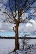 Trees and fields along rural road in the winter