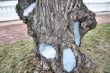 Tree with the patches
