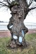 Tree with the patches