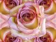 Collage of roses